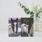 ピンフィリーシャスタ ポストカード (スタンド正面)