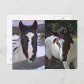 ピンフィリーシャスタ ポストカード (正面/裏面)