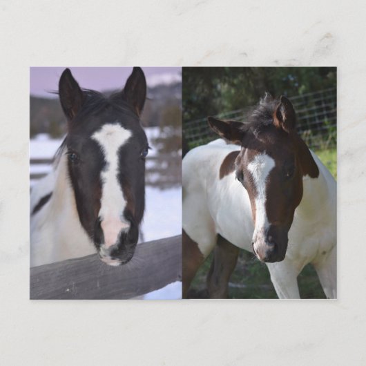 ピンフィリーシャスタ ポストカード (正面)