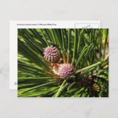 ピンフロアー ポストカード (正面/裏面)