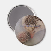 ピンペア磁石 マグネット (正面/裏面)