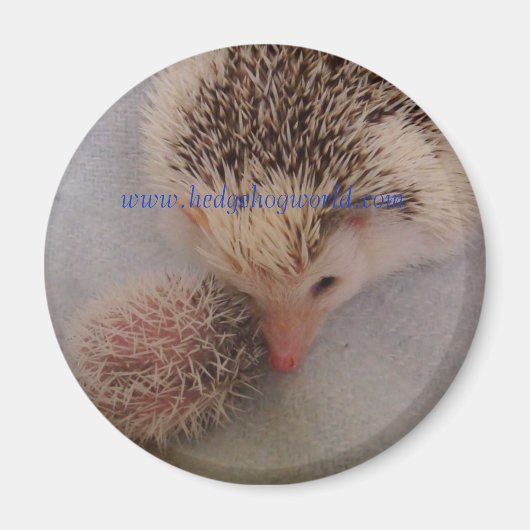 ピンペア磁石 マグネット (正面)