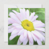 ピン淡い色のク色彩の鮮やかデイジー 招待状 (裏面)