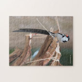 ピン素晴らしテールWhydasongbird ジグソーパズル (横)