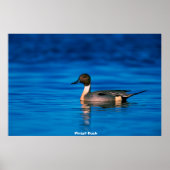 ピン・ダック ポスター (正面)