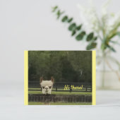 ピーカブアルパカ  ポストカード (スタンド正面)