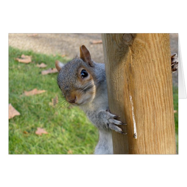 ピーカブー! (正面横)