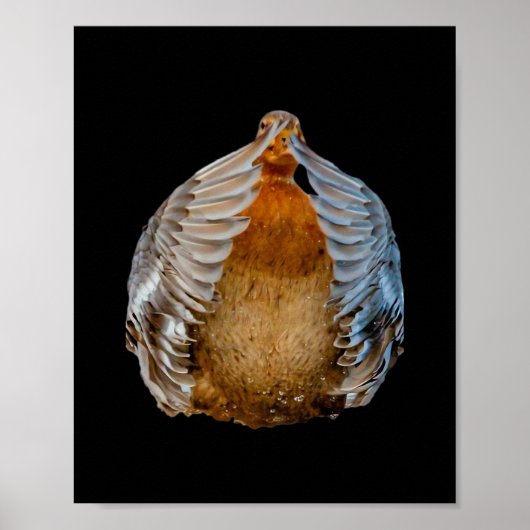 ピーカボアヒル ポスター (正面)