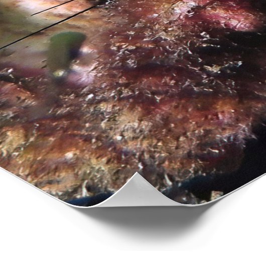 ピーキングハタ ポスター (角)