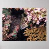 ピーキングハタ ポスター (正面)