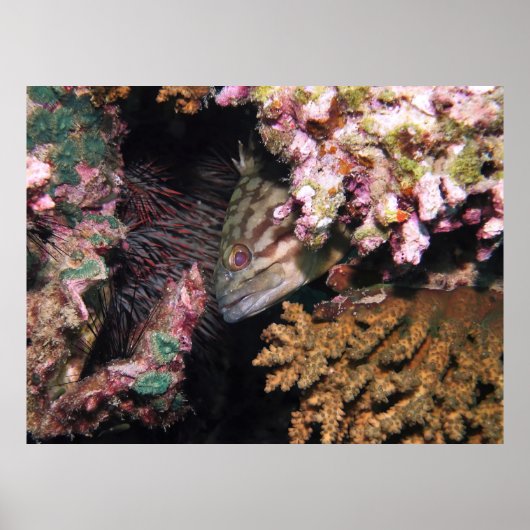 ピーキングハタ ポスター (正面)