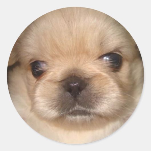 ピーキーの子犬のシール ラウンドシール (正面)