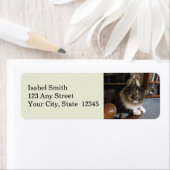 ピークアブー子猫ゾロ差出人住所ラベル ラベル (インサイチュ)