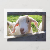 ピーク山羊はがき ポストカード (正面/裏面)