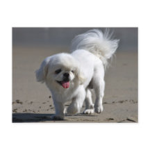 ピーゲスの子犬空白のポストカード