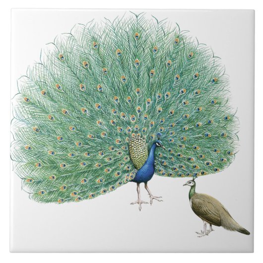 ピーコッかわいらしク タイル (正面)