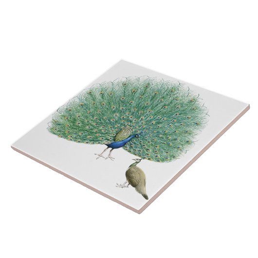 ピーコッかわいらしク タイル (側面)