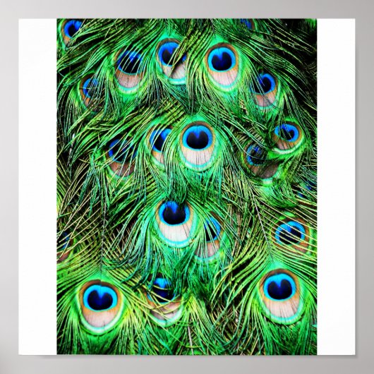 ピーコッかわいらしク ポスター (正面)