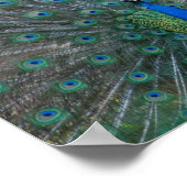 ピーコッエレガントク ポスター (角)