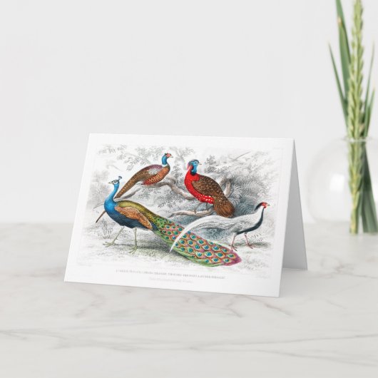 ピーコックとキジ - オリバー・ゴールドスミス - アンティーク カード (正面)