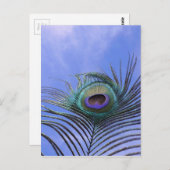 ピーコックの羽根2　写真 ポストカード (正面/裏面)