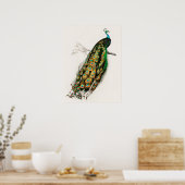 ピーコックイラストレーションヴィンテージアートプリント ポスター (キッチン)