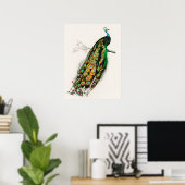 ピーコックイラストレーションヴィンテージアートプリント ポスター (ホームオフィス)