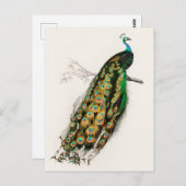 ピーコックイラストレーションヴィンテージアートプリント ポストカード (正面/裏面)