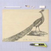 ピーコックエフェメラデクページ 薄葉紙 (クラフト)