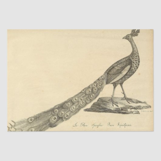 ピーコックエフェメラデクページ 薄葉紙 (正面)