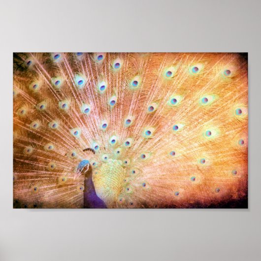 ピーコックグランジ ポスター (正面)