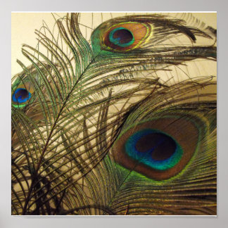 ピーコックスの羽 ポスター