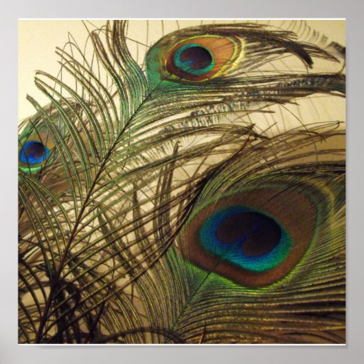 ピーコックスの羽 ポスター (正面)