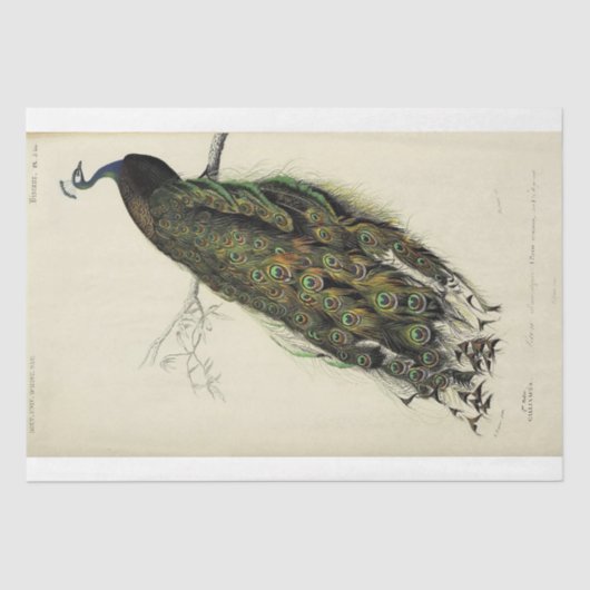 ピーコックスクフランスのリプトEphemera Decompage 薄葉紙 (正面)