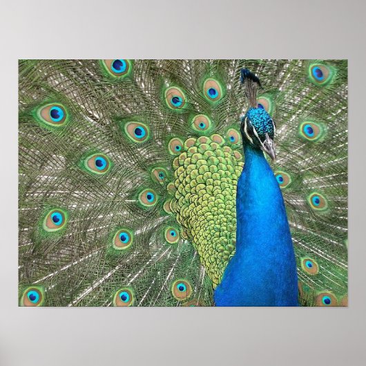 ピーコックストラットプリント ポスター (正面)