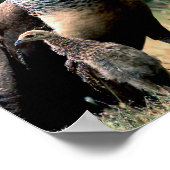 ピーコックス ポスター (角)