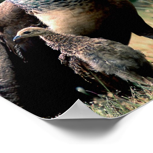 ピーコックス ポスター (角)