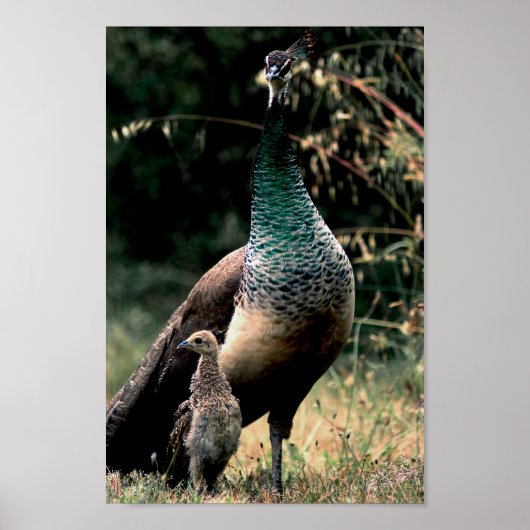 ピーコックス ポスター (正面)