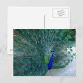 ピーコックダンス ポストカード (正面/裏面)