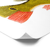 ピーコックバスアートポスター ポスター (角)