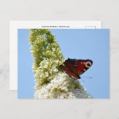 ピーコックバタフライオンブドリーア ポストカード (正面/裏面)