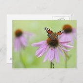 ピーコックバタフライ(Inachis io)飲み蜜 ポストカード (正面/裏面)