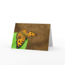 ピーコックパンシーバタフライ