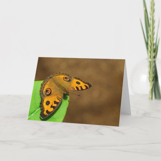 ピーコックパンシーバタフライ カード (正面)
