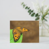 ピーコックパンシーバタフライ ポストカード (スタンド正面)
