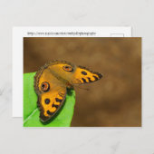 ピーコックパンシーバタフライ ポストカード (正面/裏面)