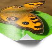 ピーコックパンシー フォトプリント            (角)