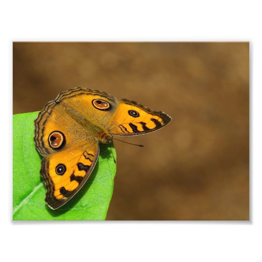 ピーコックパンシー フォトプリント            (正面)