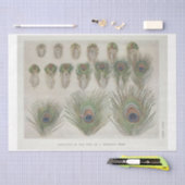 ピーコックフェザーエフェメラデクページ 薄葉紙 (クラフト)