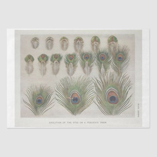 ピーコックフェザーエフェメラデクページ 薄葉紙 (正面)